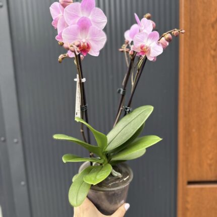 Phalaenopsis ‘Candy’ | Storczyk