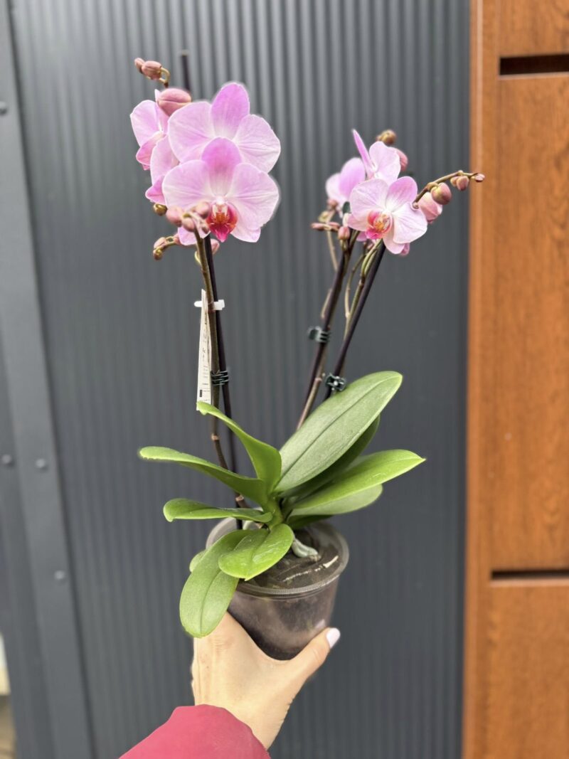 Phalaenopsis ‘Candy’ | Storczyk