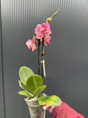 Phalaenopsis ‘Pirate Picotee Red Peloric’ | Storczyk