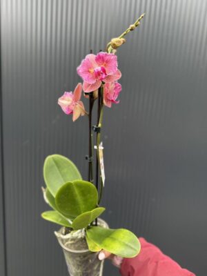 Phalaenopsis ‘Pirate Picotee Red Peloric’ | Storczyk