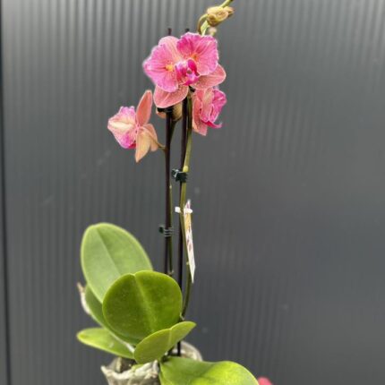 Phalaenopsis ‘Pirate Picotee Red Peloric’ | Storczyk