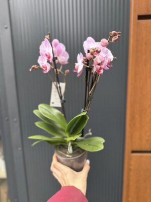 Phalaenopsis ‘Candy’ | Storczyk
