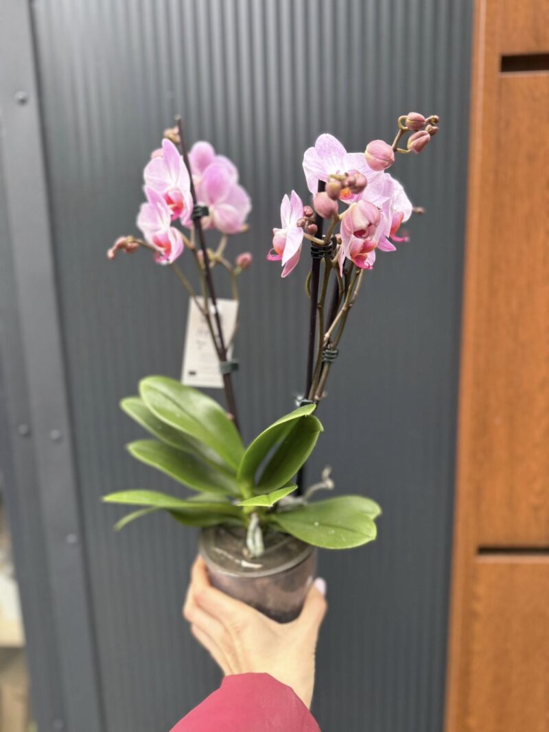 Phalaenopsis ‘Candy’ | Storczyk