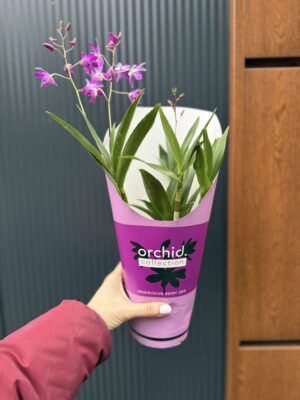 Dendrobium ‘Berry Oda’ | Storczyk
