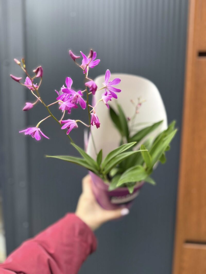 Dendrobium ‘Berry Oda’ | Storczyk