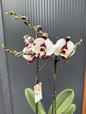 Phalaenopsis Polka Dot | Storczyk