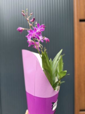 Dendrobium ‘Berry Oda’ | Storczyk