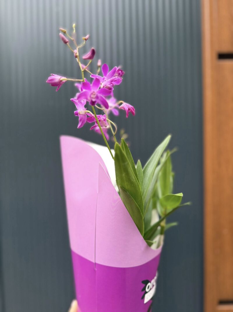 Dendrobium ‘Berry Oda’ | Storczyk