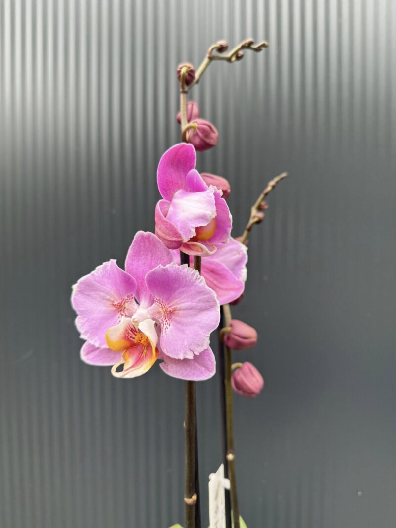 Phalaenopsis Cadillac Peloric | Storczyk