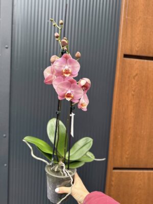 Phalaenopsis Astrid | Storczyk