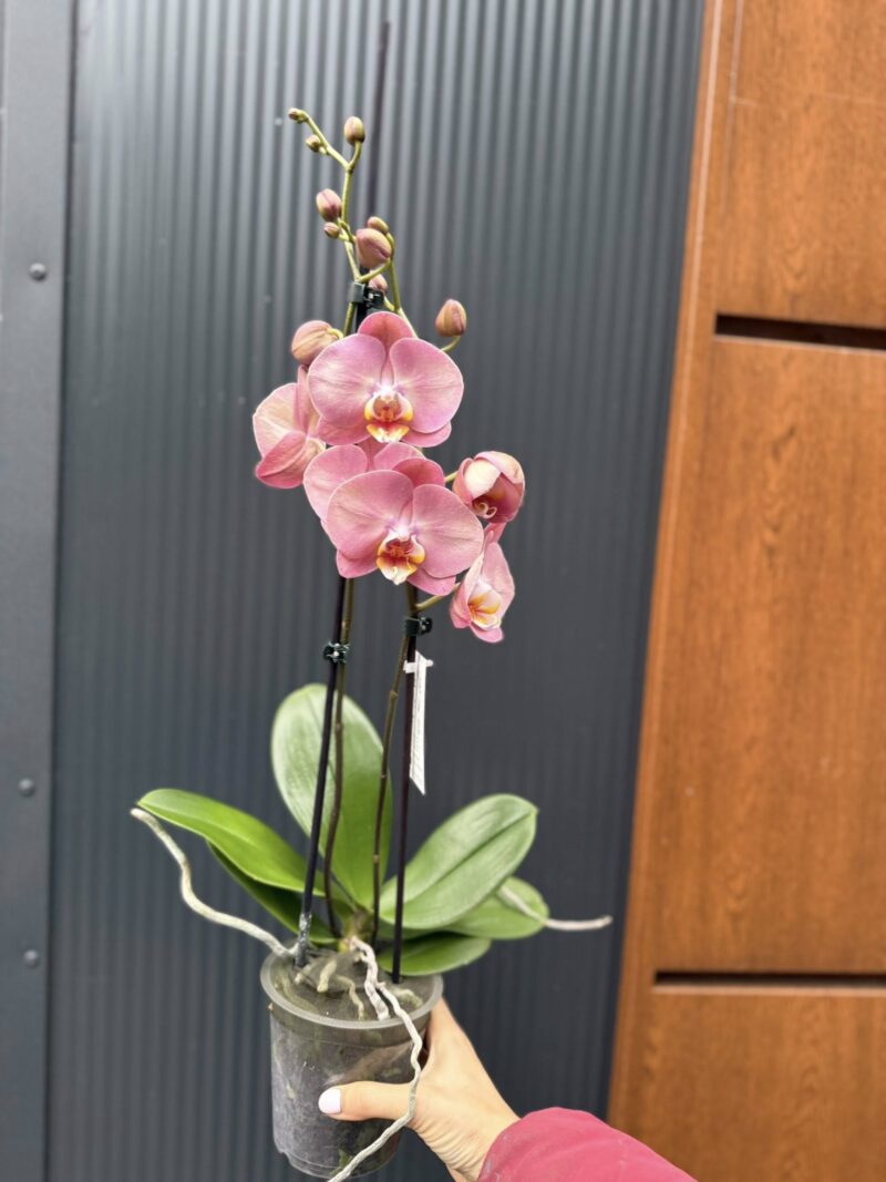 Phalaenopsis Astrid | Storczyk