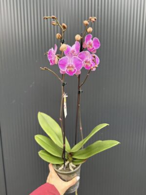 Phalaenopsis Royal Smile | Storczyk