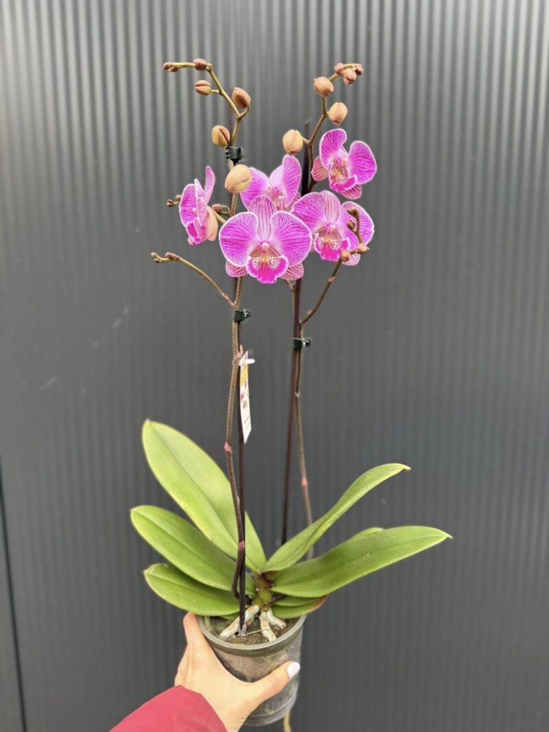 Phalaenopsis Royal Smile | Storczyk