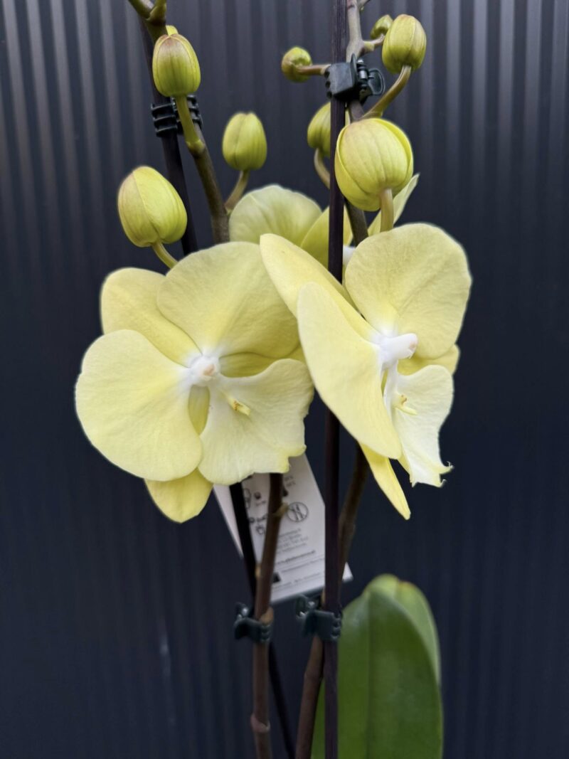 Phalaenopsis (Tying Shin Melody × KS Big Johnson) | Storczyk