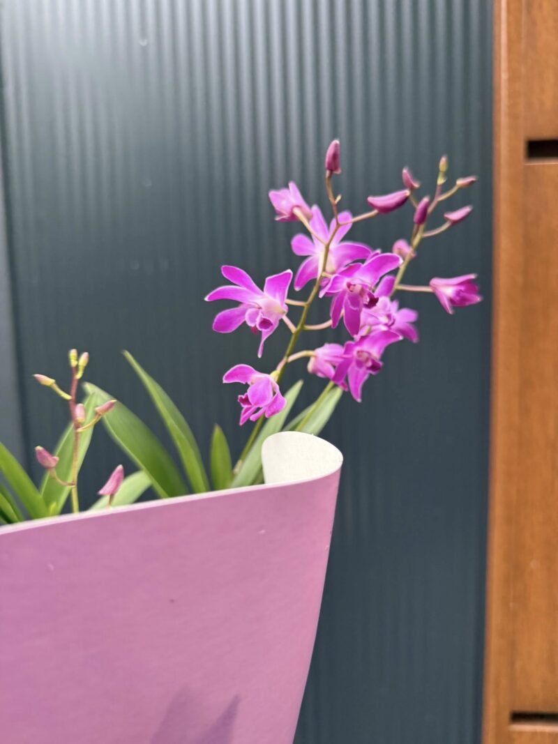 Dendrobium ‘Berry Oda’ | Storczyk