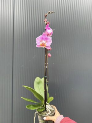 Phalaenopsis Cadillac Peloric | Storczyk