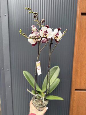 Phalaenopsis Polka Dot | Storczyk