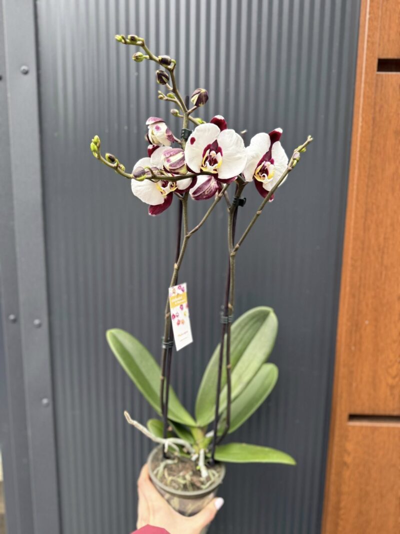 Phalaenopsis Polka Dot | Storczyk