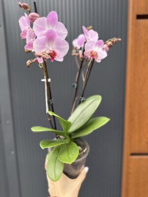 Phalaenopsis ‘Candy’ | Storczyk