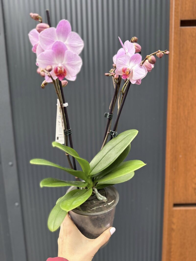 Phalaenopsis ‘Candy’ | Storczyk