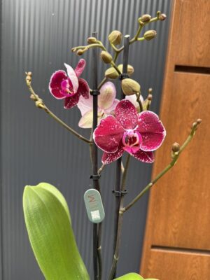 Phalaenopsis Education  | Storczyk
