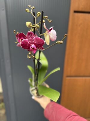 Phalaenopsis Education  | Storczyk