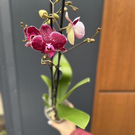 Phalaenopsis Education  | Storczyk