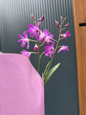 Dendrobium ‘Berry Oda’ | Storczyk