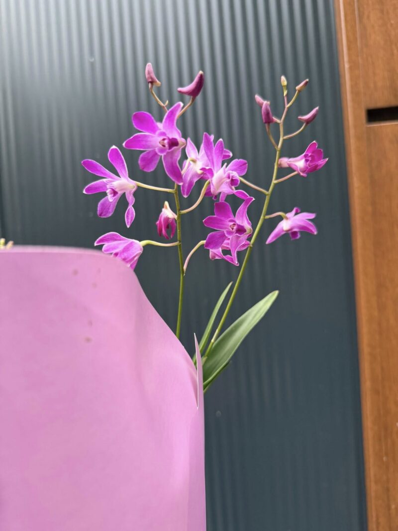 Dendrobium ‘Berry Oda’ | Storczyk