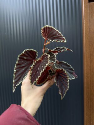 Begonia darthvaderiana ‘Green Spots’