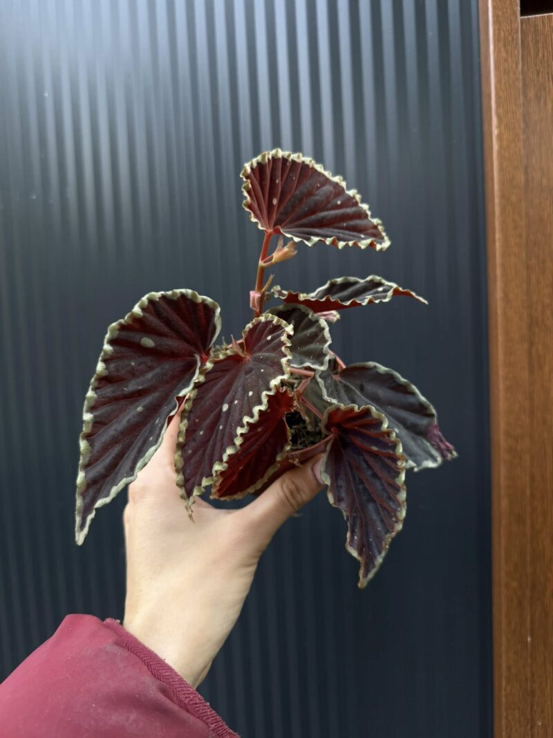 Begonia darthvaderiana ‘Green Spots’