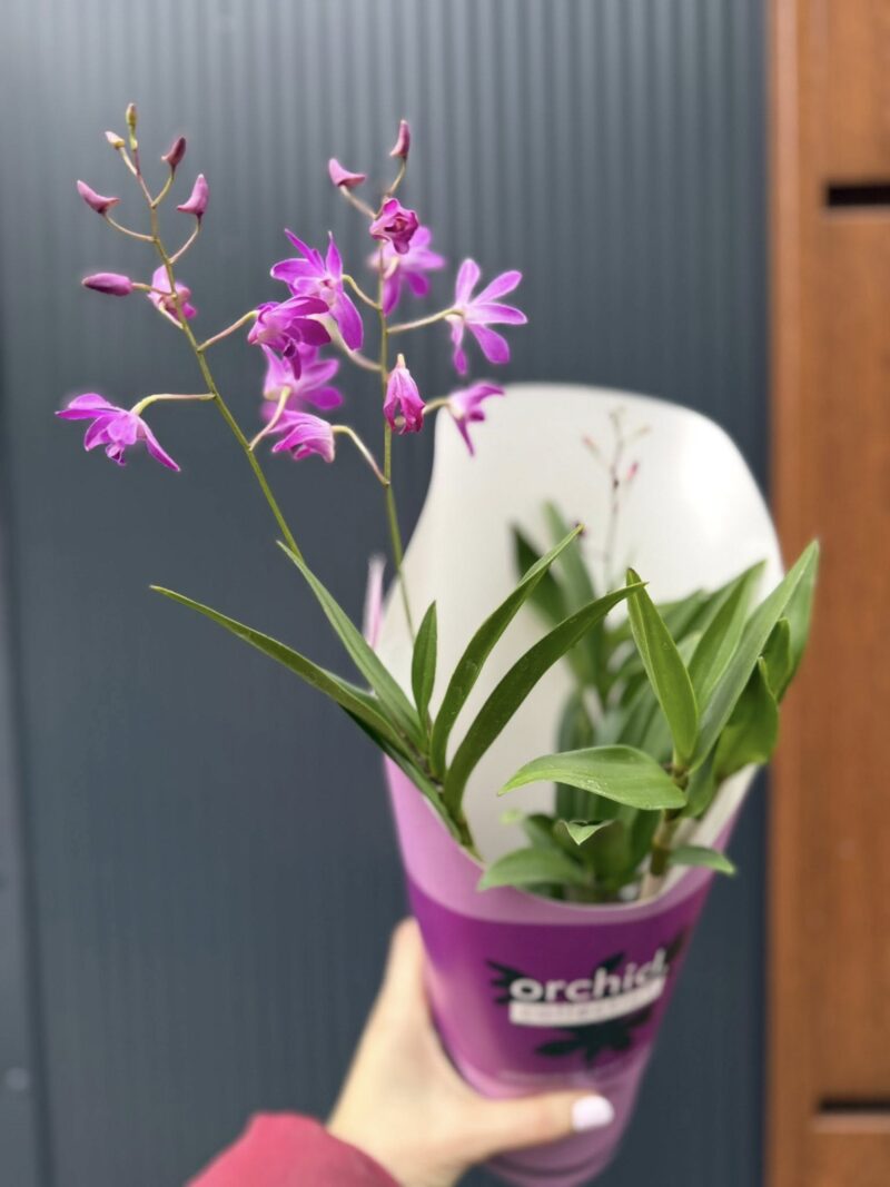 Dendrobium ‘Berry Oda’ | Storczyk