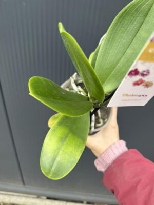 Phalaenopsis ‘Pirate Picotee Red Peloric’ | Storczyk