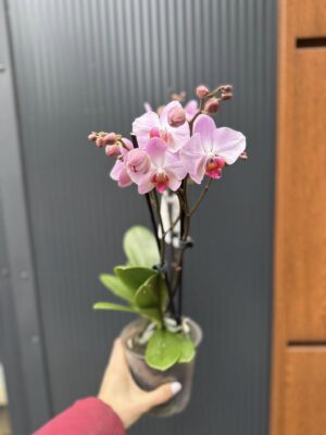 Phalaenopsis ‘Candy’ | Storczyk