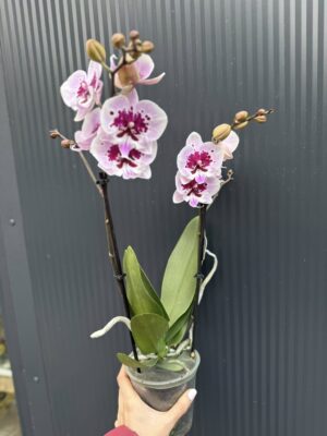 Phalaenopsis Lioulin Hot Lip | Storczyk
