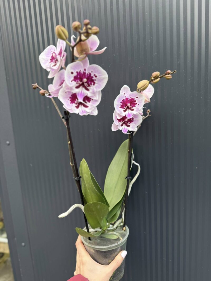 Phalaenopsis Lioulin Hot Lip | Storczyk
