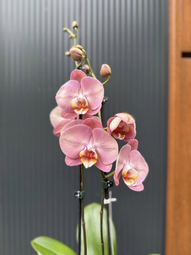 Phalaenopsis Astrid | Storczyk