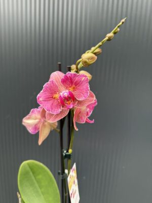 Phalaenopsis ‘Pirate Picotee Red Peloric’ | Storczyk