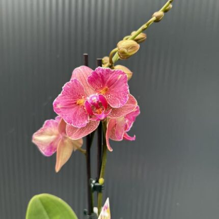Phalaenopsis ‘Pirate Picotee Red Peloric’ | Storczyk