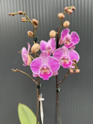 Phalaenopsis Royal Smile | Storczyk