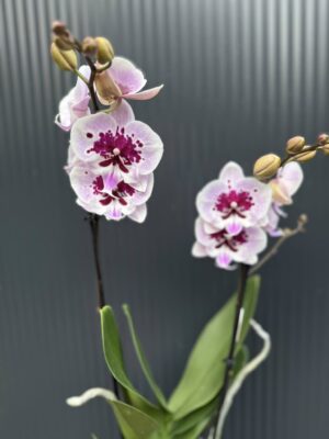 Phalaenopsis Lioulin Hot Lip | Storczyk
