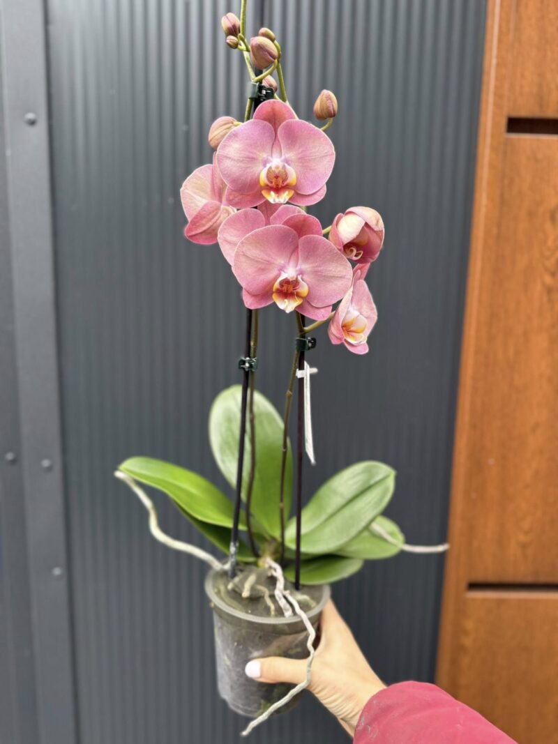 Phalaenopsis Astrid | Storczyk