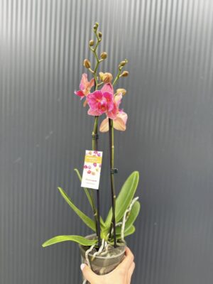 Phalaenopsis ‘Pirate Picotee Red Peloric’ | Storczyk