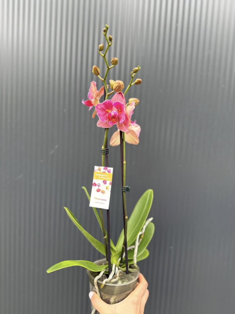 Phalaenopsis ‘Pirate Picotee Red Peloric’ | Storczyk