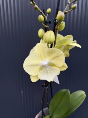 Phalaenopsis (Tying Shin Melody × KS Big Johnson) | Storczyk