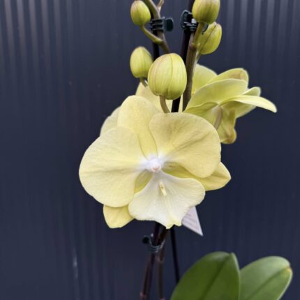 Phalaenopsis (Tying Shin Melody × KS Big Johnson) | Storczyk