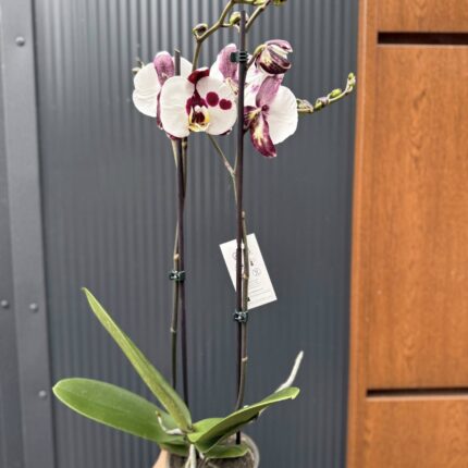 Phalaenopsis Polka Dot | Storczyk