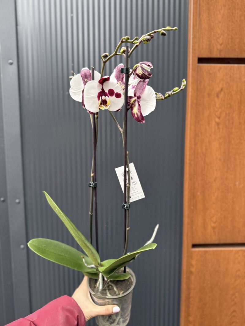Phalaenopsis Polka Dot | Storczyk