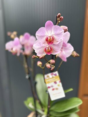 Phalaenopsis ‘Candy’ | Storczyk
