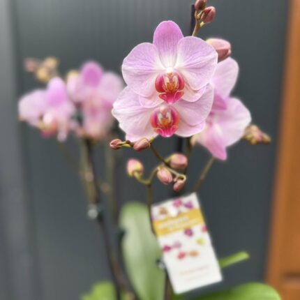Phalaenopsis ‘Candy’ | Storczyk